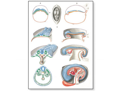 Obraz Embryológia 2.