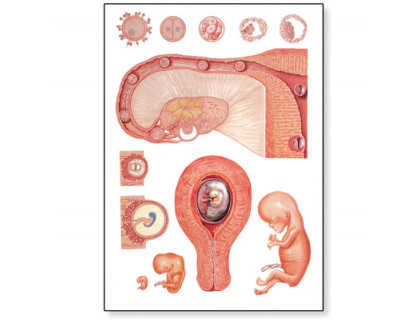 Obraz Embryológia 1.