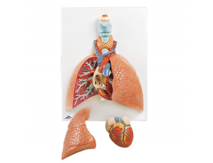 Model pľúc s hrtanom