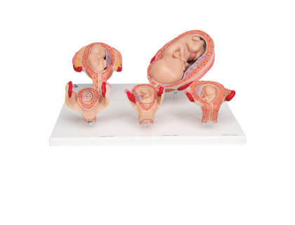 Štádia oplodnenia a vývoj embrya,5 modelov