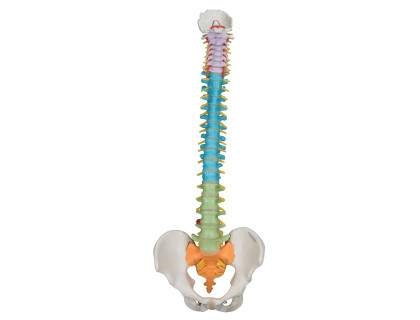 Pružný model chrbtice didaktický