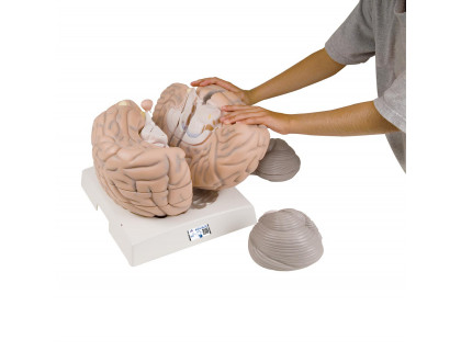 Model mozgu 2,5 krát zväčšený,14 častí 