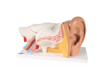 Model ucha 3-krát zväčšený,6 častí