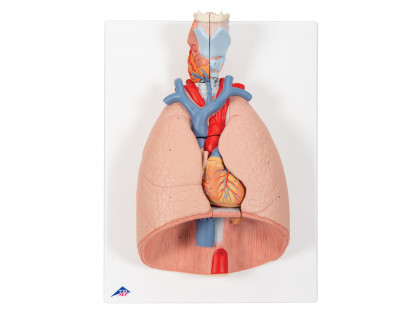 Model pľúc s hrtanom,7 častí