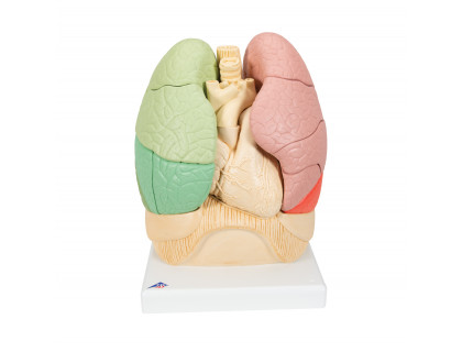 Model segmentové pľúca