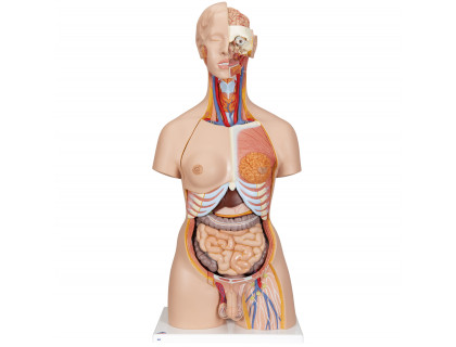 Model Torzo unisex s hlavou s otvoreným krkom a chrbtom 28 častí