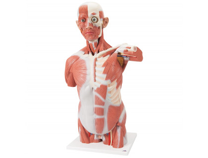 Model figurína svalstva trup 27 častí 