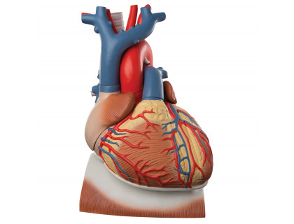 Model srdca a bránice v životnej veľkosti,10 častí 