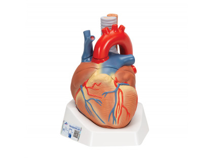 Model srdca,7častí