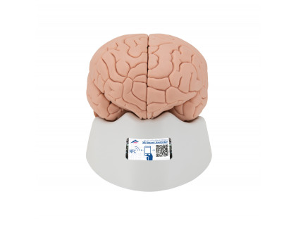 Model mozgu,4 časti