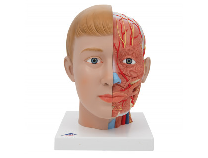 Model hlavy a krku,4 časti
