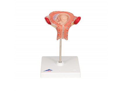 Model ľudského plodu,3.mesiac