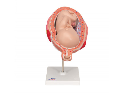 Model ľudského plodu,7.mesiac