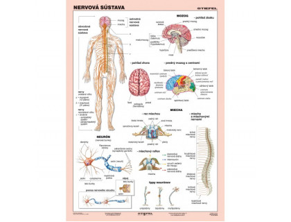 Obraz nervová sústava človeka