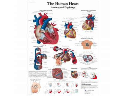 Obraz Ľudské srdce 50x67cm