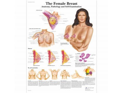 Obraz Ženský prsník 50x67cm