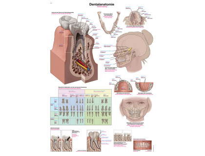 Obraz Zubná anatómia 70x100cm