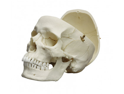Model ľudská lebka dospelého človeka,mužská
