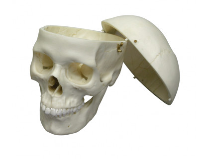 Model ľudská lebka dospelého človeka,ženská