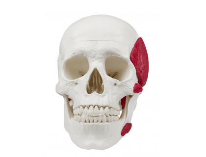 Model ľudská lebka so žuvacími svalmi - 3 dielna