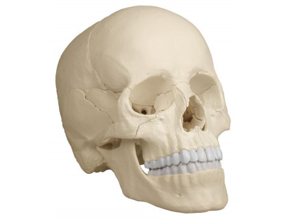 Model lebka osteopatická - 22 dielna anatomická verzia
