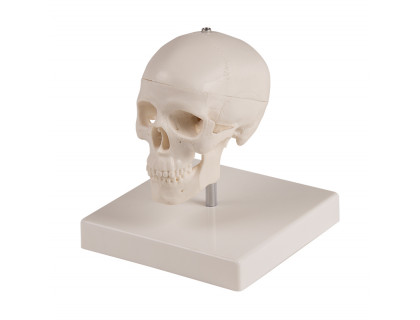 Model ľudská lebka mini - 3 dielna so stojanom