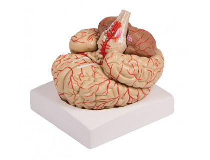 Model ľudského mozgu - 9 dielny s cievami