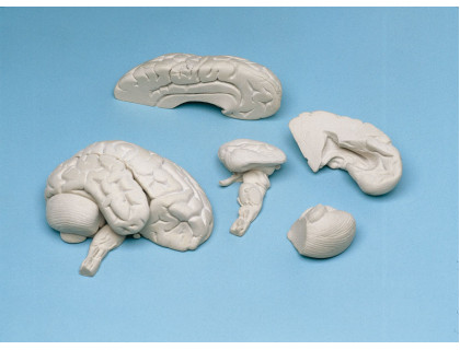 Model ľudského mozgu - 8 dielny,mäkký