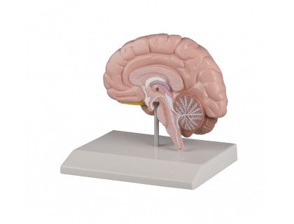 Model polovice ľudského mozgu