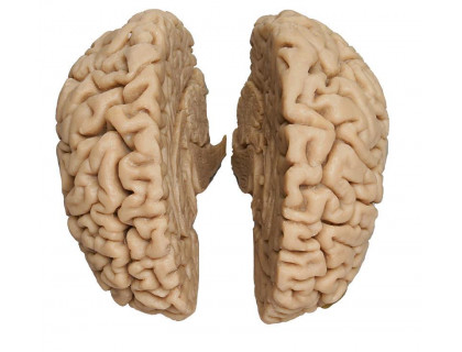 Model ľudský mozog muž skutočný odliatok