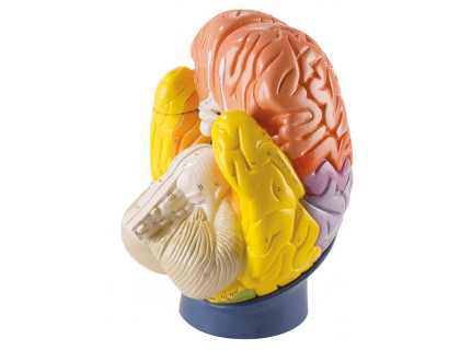 Model častí mozgu - 4 dielny