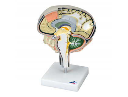 Model ľudského mozgu - sagitálnej rez