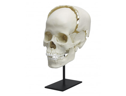 Model ľudská lebka rozčlenená