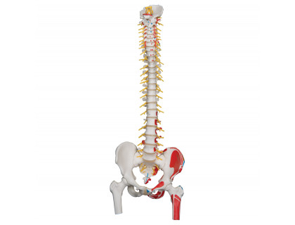 Model ľudskej chrbtice s hlavičkami stehenných kostí namaľovanými svalmi - luxusný 