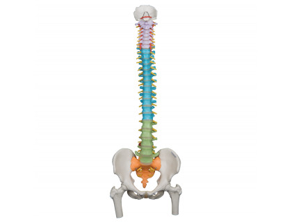 Model ľudskej chrbtice s hlavičkami stehenných kostí - didaktický