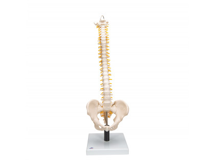 Pružný model chrbtice s mäkkými medzistavcovými platničkami
