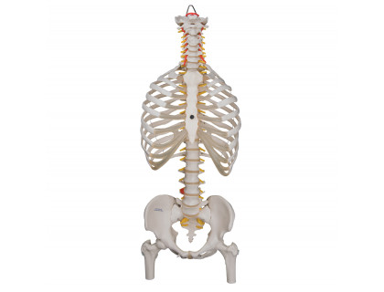 Model ľudskej chrbtice s hlavičkami stehenných kostí a rebrami