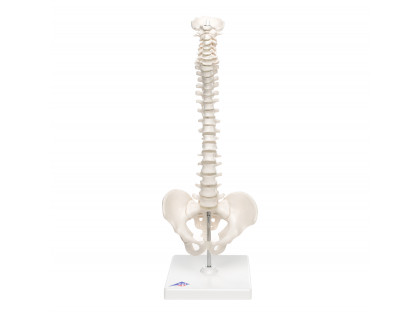 Mini model ľudskej chrbtice na podstavci