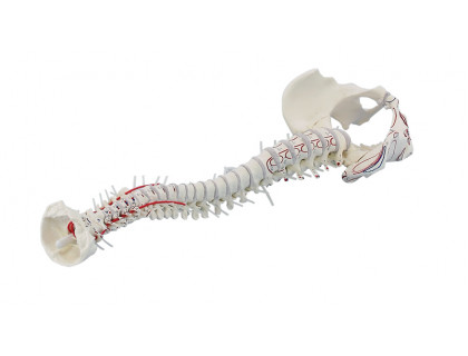 Model ľudskej chrbtice z panvou a vyznačením svalov