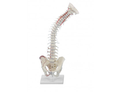 Model ľudskej chrbtice z panvou a vyznačením svalov s podstavcom