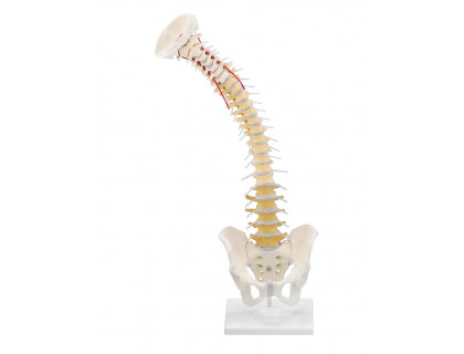 Model ľudskej chrbtice s panvou - didaktický s podstavcom