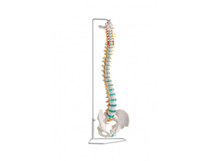 Pružný model ľudskej chrbtice