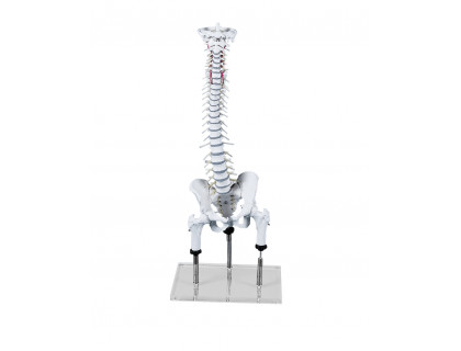 Model ľudskej chrbtice pre demonštráciu nesprávnej polohy