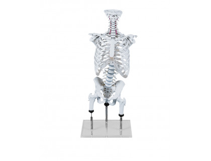 Model ľudskej chrbtice s hrudným košom pre demonštráciu nesprávnej polohy 