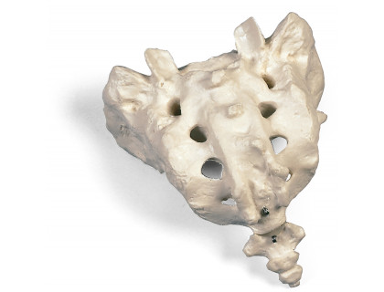 Model ľudskej krížovej kosti a kostrče