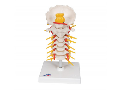 Model ľudskej krčnej chrbtice na podstavci