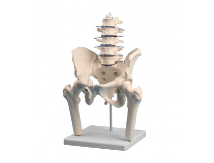 Model bedrovej chrbtice s panvou s časťami stehenných kostí