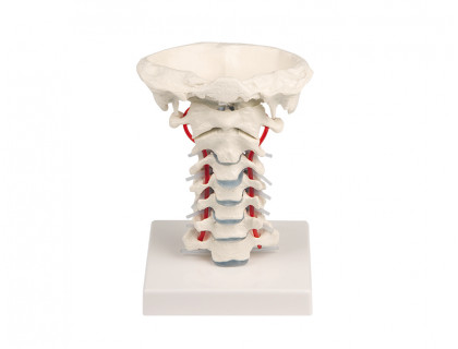 Model ľudskej krčnej chrbtice