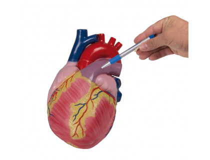 Model ľudského srdca 3 zväčšený,2 časti