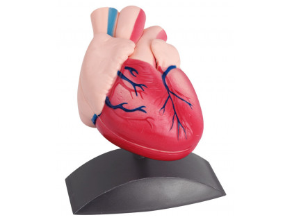 Model srdca,2 častí,na stojane